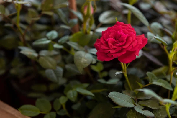Primer Plano Una Rosa Roja Perfecto Para Papel Pintado — Foto de Stock
