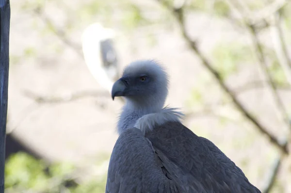 Close Cabeça Abutre Griffon Sombra — Fotografia de Stock