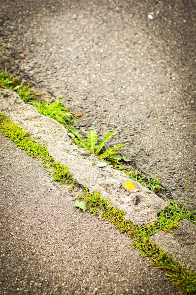 Függőleges Felvétel Aszfalton Termesztett Kis Növényekről — Stock Fotó