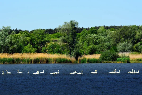 Horizontální Záběr Řady Roztomilých Labutí Plavání Jezeře Malebná Příroda Pozadí — Stock fotografie