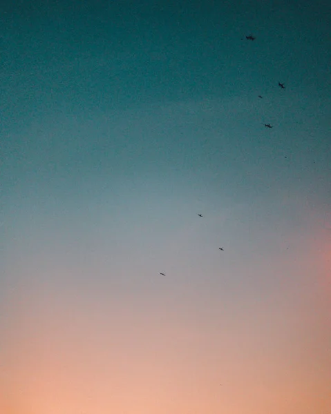 日没時の藍と青空を飛ぶ鳥の垂直ショット — ストック写真