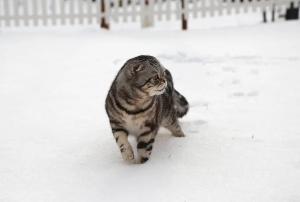 Closeup Cute Striped Cat Walking Field Covered Snow — Stock Photo, Image