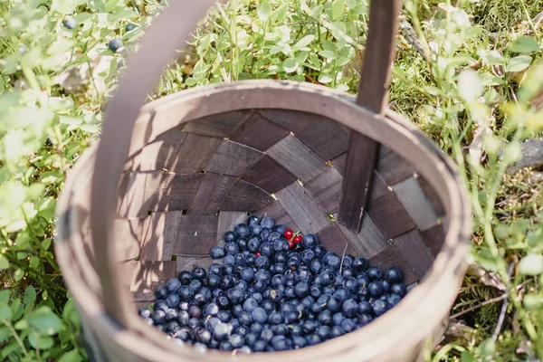 Detailní Záběr Borůvek Košíku Zemi Pod Slunečním Světlem — Stock fotografie