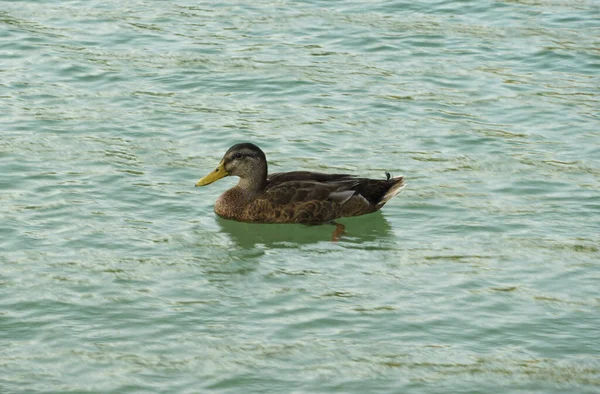 Uma Bela Vista Pato Flutuando Água Durante Dia — Fotografia de Stock