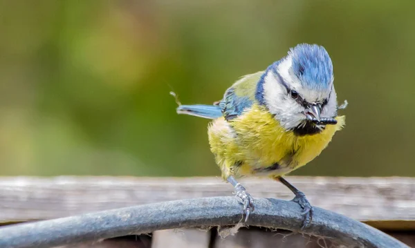 Gros Plan Eurasien Bleu Nichon Oiseau — Photo