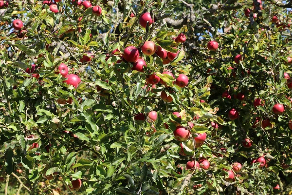 Heldere Rode Appels Groeien Bomen — Stockfoto