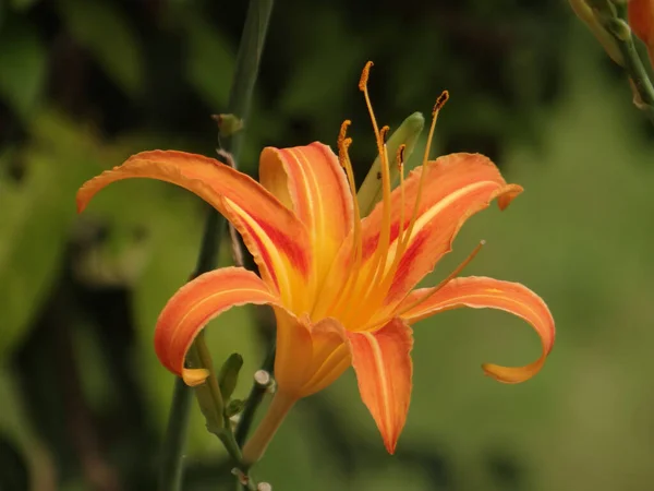 Närbild Blommande Orange Daglilja — Stockfoto