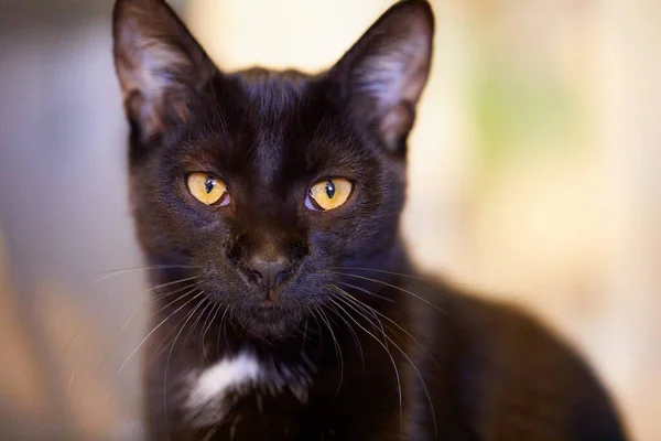 Tiro Macro Gato Preto Adorável Com Olhos Brilhantes Frente Fundo — Fotografia de Stock