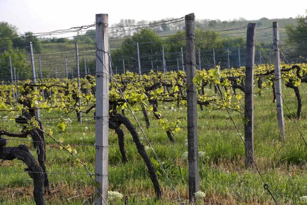 Uvas Verdes Viñas Viñedo Durante Primavera — Foto de Stock