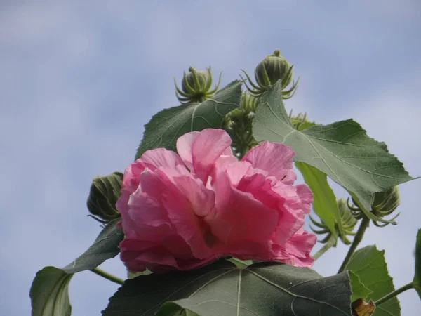 Plan Angle Bas Une Belle Fleur Hibiscus Rose — Photo