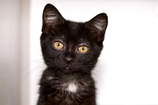 Enfoque Selectivo Adorable Gatito Negro Con Ojos Brillantes Frente Fondo — Foto de Stock