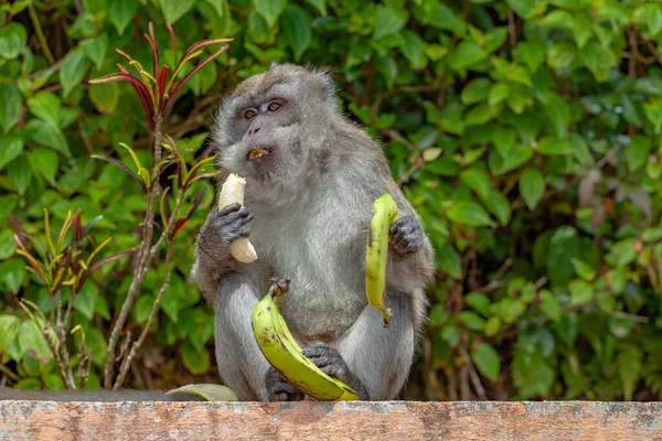 Primer Plano Macaco Cola Larga —  Fotos de Stock