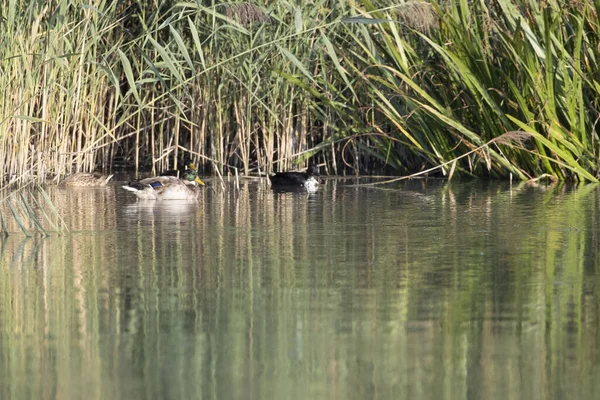 Eine Gruppe Enten Schwimmt Einem Teich — Stockfoto
