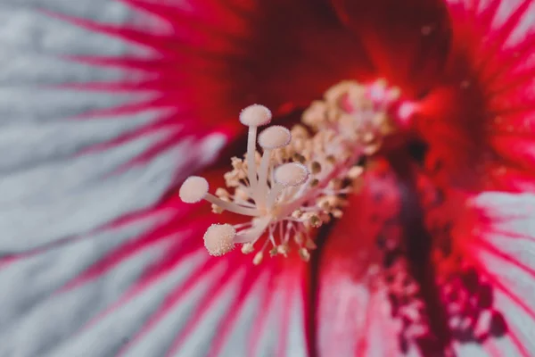 Pembe Bir Çiçekte Polen Yaprak Detaylarının Yakın Plan Çekimi — Stok fotoğraf