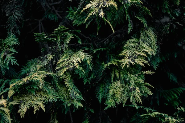 Крупный План Кипарисовых Листьев Ветках Деревьев Парке — стоковое фото