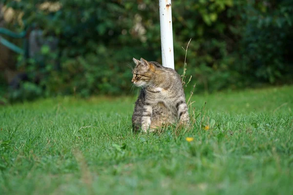 屋外で縞模様の猫のクローズアップショット — ストック写真