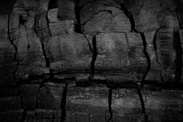 Grayscale Closeup Shot Old Tree Stump — Stock Photo, Image