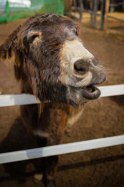 Disparo Vertical Burro — Foto de Stock