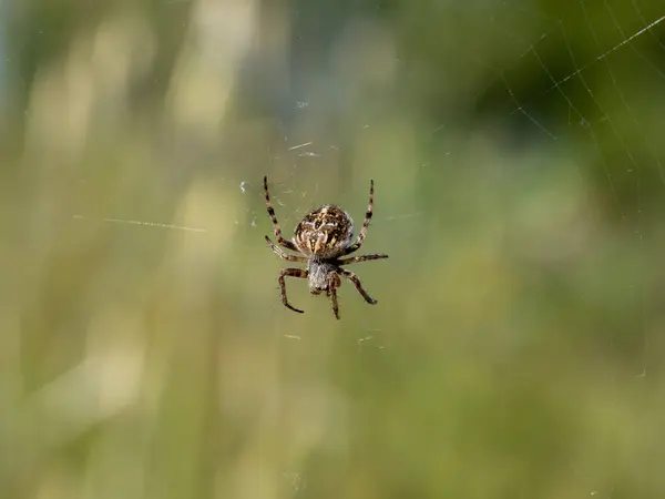 Plan Macro Une Araignée Sur Toile Dans Nature — Photo