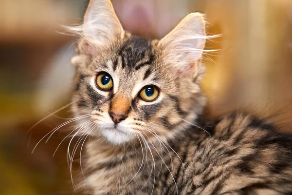 Primer Plano Adorable Gatito Tabby Frente Fondo Borroso —  Fotos de Stock