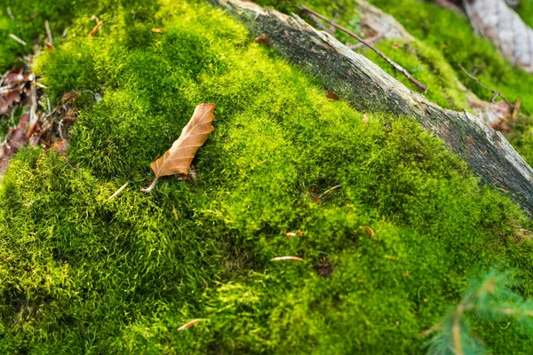 森の中の緑の苔のクローズアップ — ストック写真