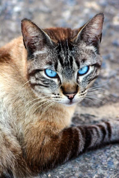 地面に青い目の猫の垂直ショット — ストック写真