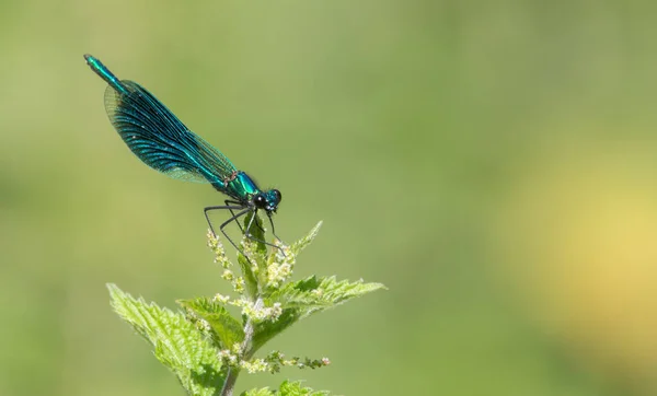 背景がぼやけている緑の植物のトンボのクローズアップ — ストック写真