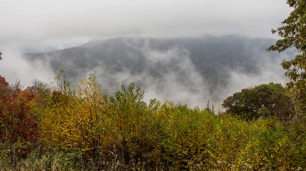 Una Foresta Verde Montagna Nella Nebbia — Foto Stock