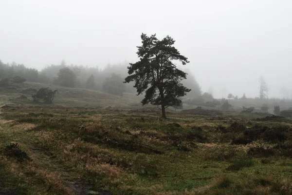 Ein Einzelner Baum Auf Einer Wiese Teide Nationalpark Spanien — Stockfoto