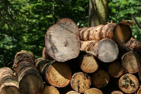 Nahaufnahme Eines Stapels Frisch Geschnittener Baumstämme — Stockfoto