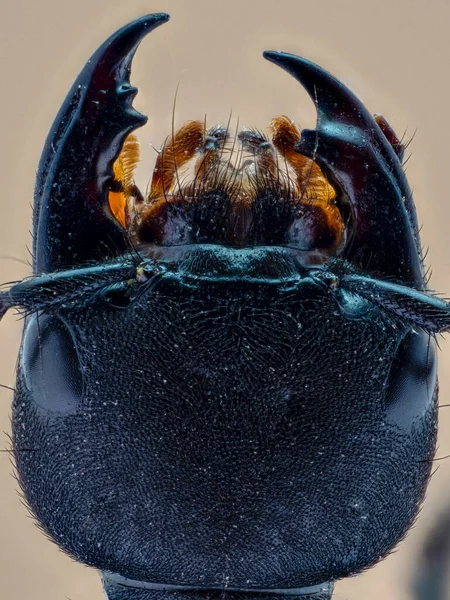 Disparo Vertical Escarabajo Sobre Fondo Claro — Foto de Stock