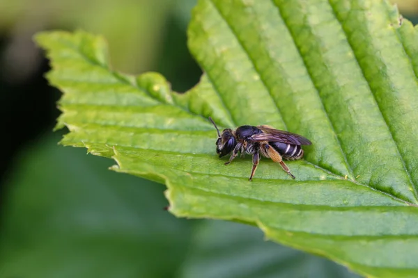 Gros Plan Insecte Sur Une Feuille Verte — Photo