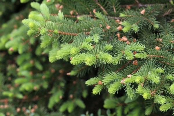 Een Close Shot Van Pijnboom Takken — Stockfoto