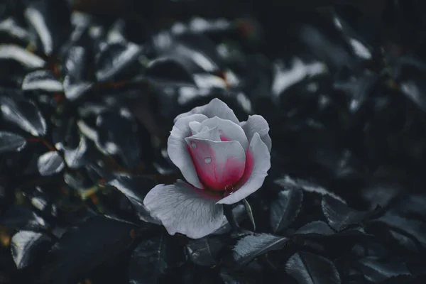 Eine Selektive Fokusaufnahme Einer Schönen Rosenblüte — Stockfoto