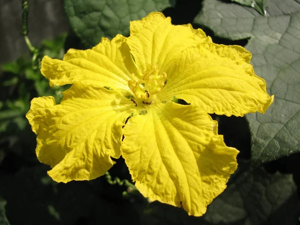 Primer Plano Hibisco Amarillo — Foto de Stock