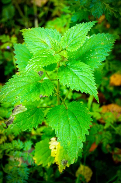 Tiro Vertical Uma Planta Urtiga Comum Deixa Crescido Selvagem Floresta — Fotografia de Stock