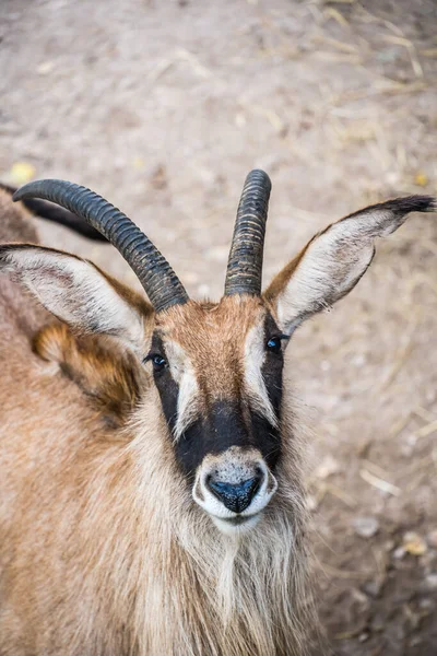Vertical Portrait Beautiful Gazelle — Stock Photo, Image