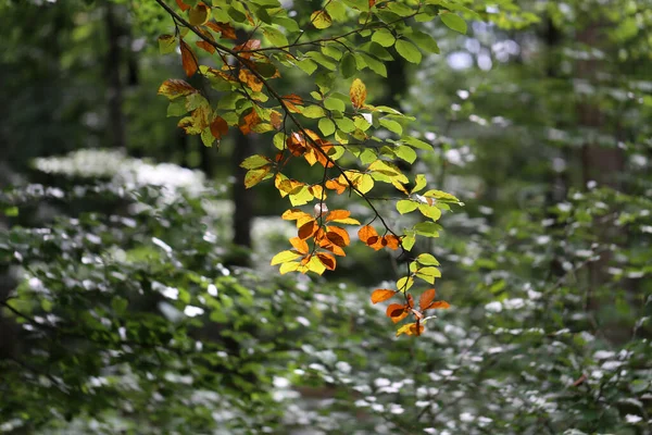 Primeiras Folhas Outono São Coloridas Floresta — Fotografia de Stock