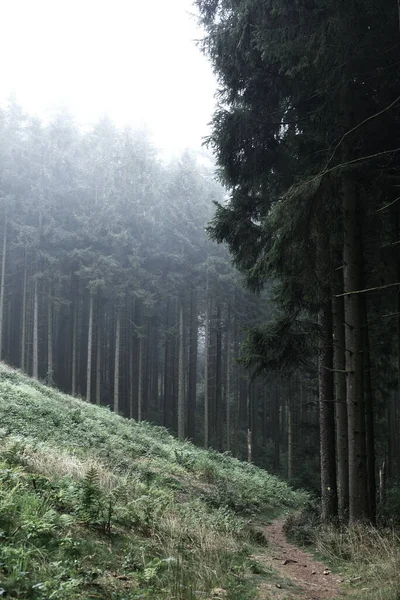 Захватывающий Снимок Густого Леса Холме Туманный День — стоковое фото