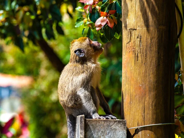 Selektiv Fokusbild Långstjärtad Makak Naturen — Stockfoto