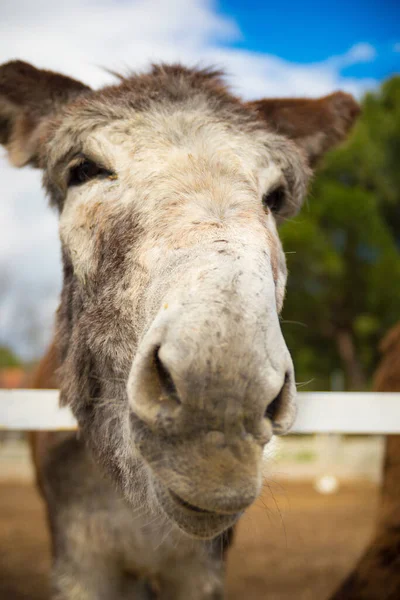 Tiro Vertical Burro Branco — Fotografia de Stock