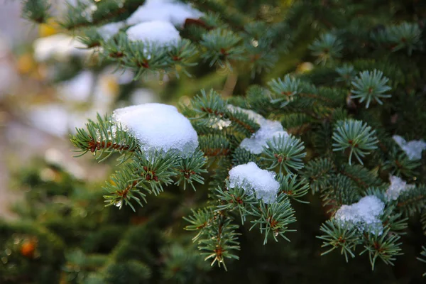 Pin Tree Leaves Covered Frost Winter — Stock Photo, Image