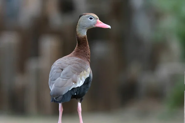 Urocza Kolorowa Kaczka Zoo — Zdjęcie stockowe