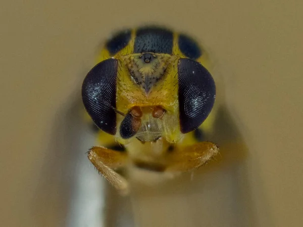 Macrodisparo Insecto Sobre Fondo Claro — Foto de Stock