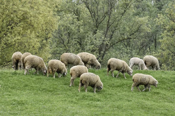 Eine Herde Weidender Schafe Auf Einem Grünen Feld Bei Tageslicht — Stockfoto