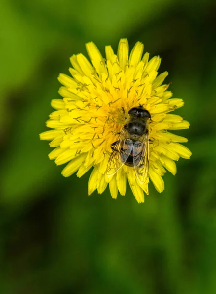 Zbliżenie Ujęcie Pszczoły Mniszku Lekarskim Rozmytym Tle — Zdjęcie stockowe