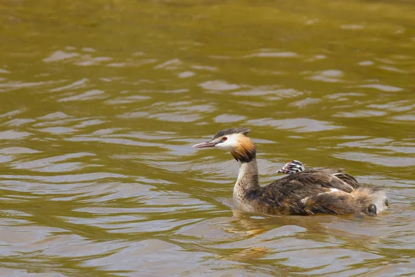 Detailní Záběr Muchomůrky Vodní Pták — Stock fotografie