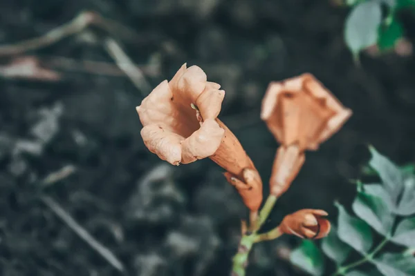 Primer Plano Hermosas Flores Amarillas Campsis Radicans — Foto de Stock