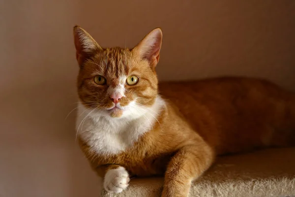 一只可爱的橙色猫的特写镜头 — 图库照片