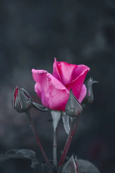 Enfoque Selectivo Rosa Rosa Jardín —  Fotos de Stock